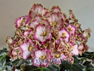 Fiołek afrykański# EL-Yuliya #Liść