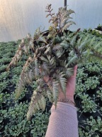 Paproć ogrodowa Wietlica japońska Burgundy Lace