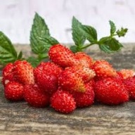 Poziomka duże smaczne owoce