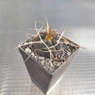 *KAKTUSY* GYMNOCALYCIUM ARMATUM - VS 475
