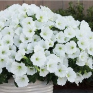 Petunia Supertunia VISTA Snowdrift HIT!