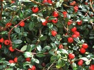 IRGA duże sadzonki na skarpę i do zadarniania 10 SZT