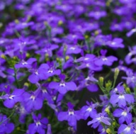 Lobelia zwisająca Curacao Basket Dark Blue