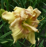 Liliowiec Crokodyle Eyes