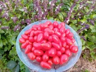 Pomidor Megagroniasty Megagron czerwony koktajlowy nasiona kolekcjonerskie