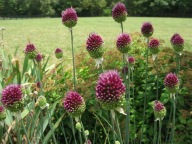 CZOSNEK GŁÓWKOWATY SADZONKA W POJEMINKU WIELOLETNIA,OZDOBNY