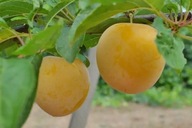 Śliwa Japońska Shiro – Żółte, Aromatyczne Owoce