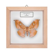 Motyl w gablotce Orthogonioptilum prox - samica