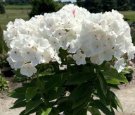 FLOKS WIECHOWATY biały sadzonka w pojemniku 0,8l