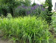 Sadzonka trawy ozdobnej Turzyca Palmowa __Palma w Ogrodzie__