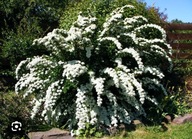 Tawuła ''SNOWMOUND'' Niewymagająca