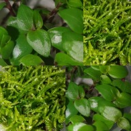 MECH ŻYWY ZESTAW DO WYSTROJU TERRARIUM DLA PATYCZAKÓW STRASZYKÓW