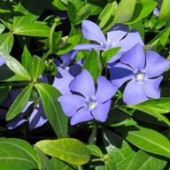 Barwinek Pospolity (łac. Vinca minor) DUŻE SADZONKI 100 + 10 GRATIS