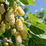 MORWA BIAŁA Morus alba w donicy