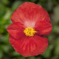 Begonia semperflorens Topspin Red