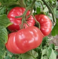 Sadzonka Pomidora odmiana Zorza Toruńska