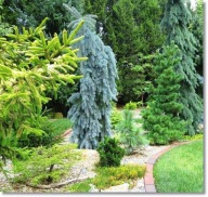 Picea pungens 'The Blues' - !!!