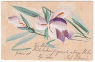 Kwiaty Irysy 1905r. Ręcznie Malowane