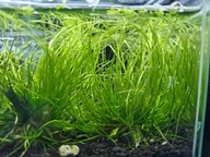 Eriocaulon sp. Malayator kolekcja od fibell