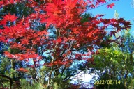 Klon palmowy czerwony VX platan wiśnia kasztan iny