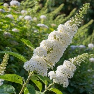 Budleja davidii White Profusion