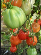 Pomidor Or Pera d Abrruzo Rozsada