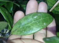 Hoya Hoja ACUTA EPC 269 cięta