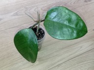 Hoya Hoja FUNGII ukorzeniona