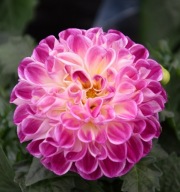 Dahlia x hortensis Dalia Lubega Purple White