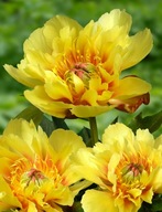 Piwonia ITOH "BORDER CHARM" Duża SADZONKA doniczka 5 l