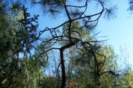 Sosna pendula Mikura szczepiona okaz 19 lat 190 cm inna