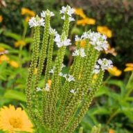 Verbena hastata - biała - 600 nasion - Werbena oszczepowata