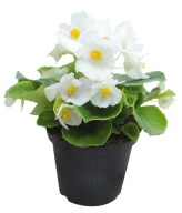 Begonia DROBNA semperflorens Juwel WHITE