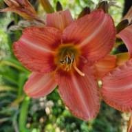 Liliowiec Pomarańczowy z paskiem