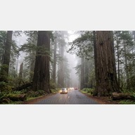 Gigantyczne drzewa sekwoje las mgła droga samochody obraz na płótnie 55x100