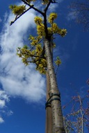 Forsycja szczepiona pienna Frozi stary okaz inna