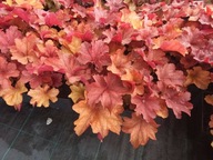 ŻURAWKA "RIO" sadzonka doniczka 1,5 l