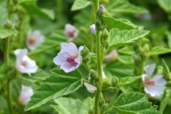 Prawoślaz lekarski (Althaea officinalis) nasiona 1000szt***