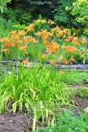 liliowiec rdzawy sadzonka w pojemniku 15 cm wieloletnia na kwiaty ciete