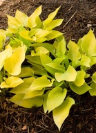 Funkia "GOLDEN WAFFELS" Hosta sadzonka