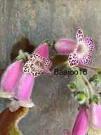 Kohleria NI's Lydia - kłącze