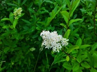 Ligustr pospolity ligustrum szybkorosnący krzew na żywopłot sadzonka