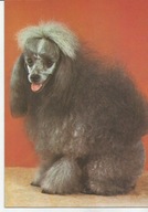 PIES RASY PUDEL SREBRNY