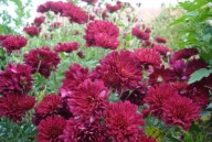 CHRYZANTEMA ZIMUJĄCA KŁĄCZOWA ### GRECKIE BORDO #### krokus szafirek