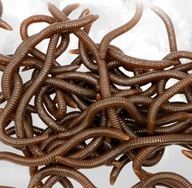 dżdżownica czerwone robaki sztuczna przynęta wędkarska realny zapach 10cm