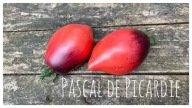 Pomidor Pascal de Picarde Crazy horse nasiona kolekcjonerskie
