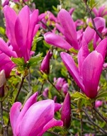 Magnolia 'Susan Doniczka 2-3 L 60-80 cm DUŻY KRZAK POWTARZAJĄCA kwitnienie
