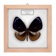 Motyl w gablotce Euploea leucostictos