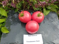 Pomidor Opal Essence jedna z najsmaczniejszych nasiona kolekcjonerskie