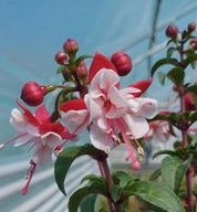 Fuksja stojąca Fuchsia Shadow Dancer Anna